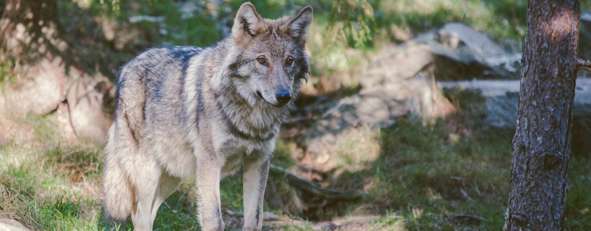 Ein Wolf in der Natur.