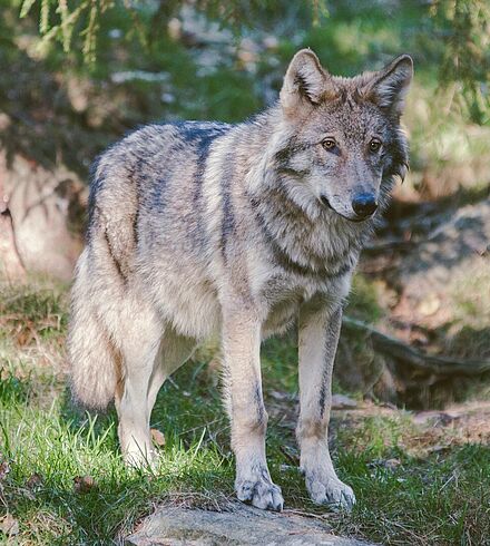 Ein Wolf in der Natur.