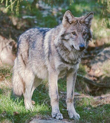 Ein Wolf in der Natur.