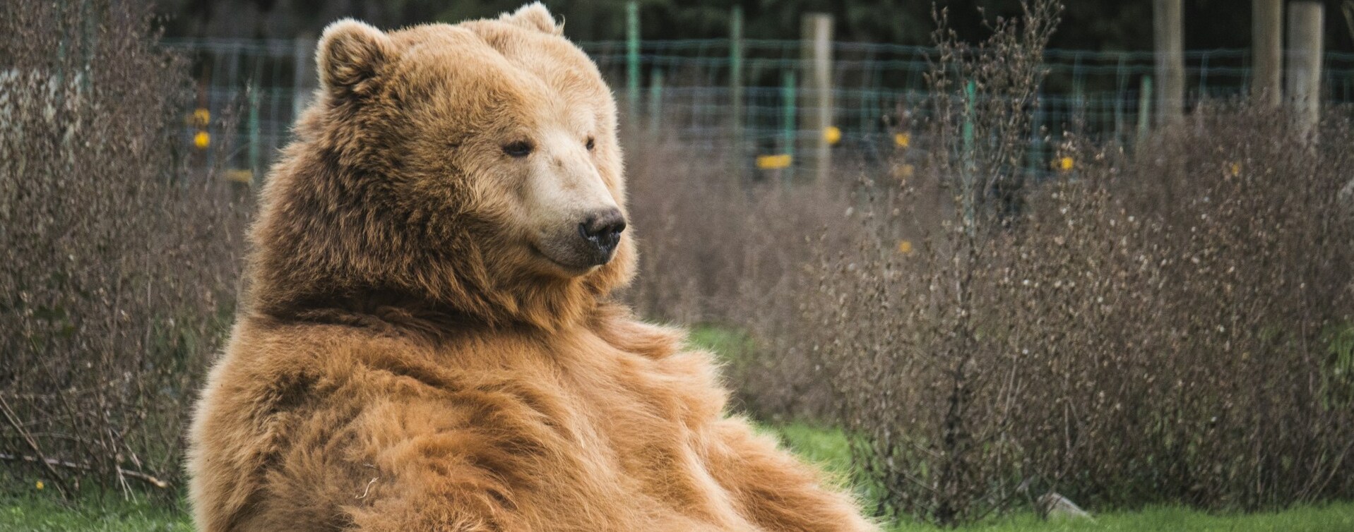 Ein Braunbär der entspannt auf dem Boden sitzt.