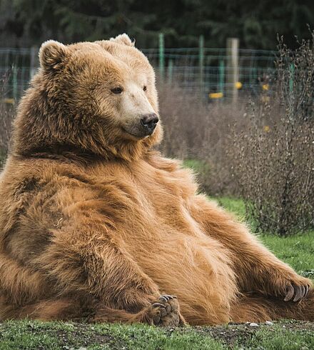 Ein Braunbär der entspannt auf dem Boden sitzt.